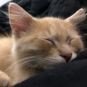 Meet your Posher, Leila